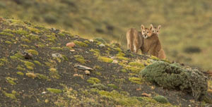 Pumas%20on%20ridge%20A%20MAM12081