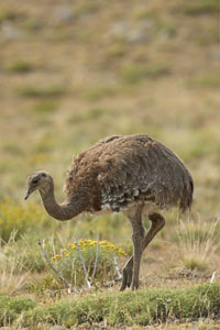 Rhea%20AA%20MAM11534