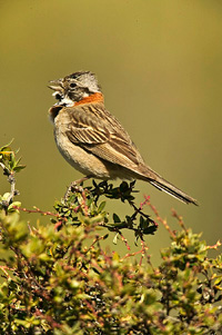 Rufous-collared%20Sparrow%20HS%202925
