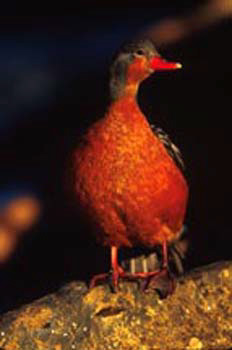 TorrentDuckFemale
