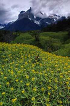 TorresdelPaine&Flowers