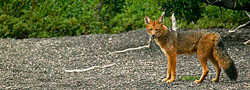 WOLF,%20Andean%20-%20FOX,%20Feugian%203070