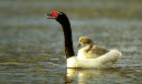 Black-necked%20Swan%20w%20baby%20on%20back%202519