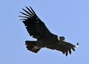 Condor,%20Andean%20001