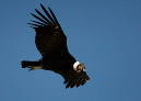Condor_JOE9173