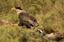 Crested%20Caracara_JOE9662