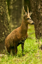 DEER,%20Huemul%20011