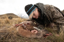 Examining%20Guanaco%20Kill%20by%20Puma%20RAW%20%20A%20015236
