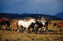 Gaucho&Horses