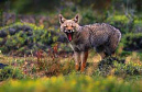GrayFox