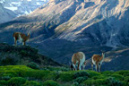 Guanaco%20%20167
