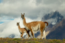 Guanaco%20RAW%20021726-1