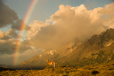 Guanaco%20Rainbow_MCD5806