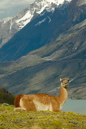 Guanaco%20and%20Andies%20RAW%20021704-1