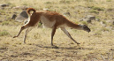 Guanaco%20running%20A%20MAM11601