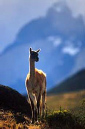 Guanaco&blueMtbkgrd%20copy
