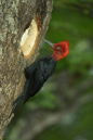 Magellanic%20Woodpecker%20Male%20RAW%20013