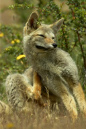 Patagonain%20Gray%20Fox%20RAW%20035