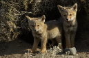 Patagonain%20Gray%20Fox%20pups%20RAW%20206