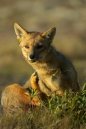 Patagonian%20Red%20Fox%20RAW%20080