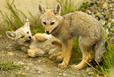 Patagonian%20gray%20fox%20pups%202855%20copy