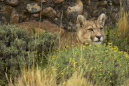 Puma%20WILD%20in%20Torres%20del%20Paine%20RAW%20005