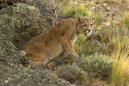 Puma%20WILD%20in%20Torres%20del%20Paine%20RAW%20016