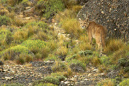 Puma%20WILD%20in%20Torres%20del%20Paine%20RAW%20022