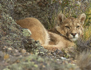 Puma%20WILDcropped