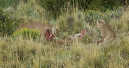 Puma%20at%20carcass%202%20AA%20MAM12178