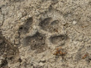 Puma%20track%20AA%20MAM11610