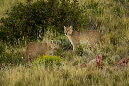Puma_JOE9344%203x5