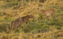 Pumas%20three%20MAM12017