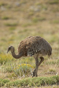 Rhea%20AA%20MAM11534