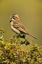 Rufous-collared%20Sparrow%20HS%202925