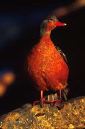 TorrentDuckFemale
