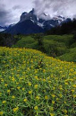 TorresdelPaine&Flowers