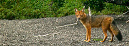 WOLF,%20Andean%20-%20FOX,%20Feugian%203070