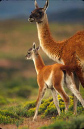 guanaco&baby%20copy