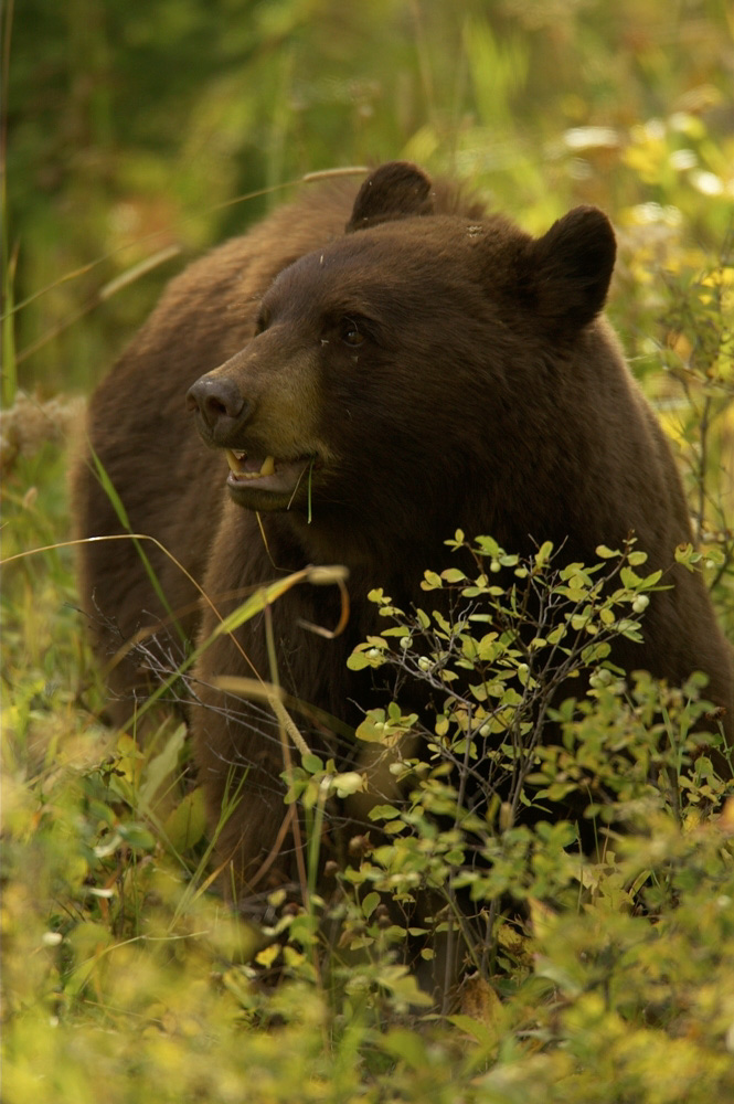 Bear,%20Black%20RAW%203003