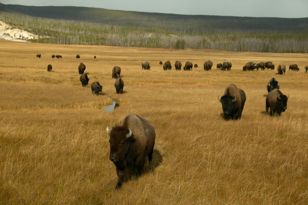 Bison%20RAW%203408