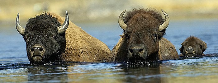Bison%20River%20Crossing%207x2