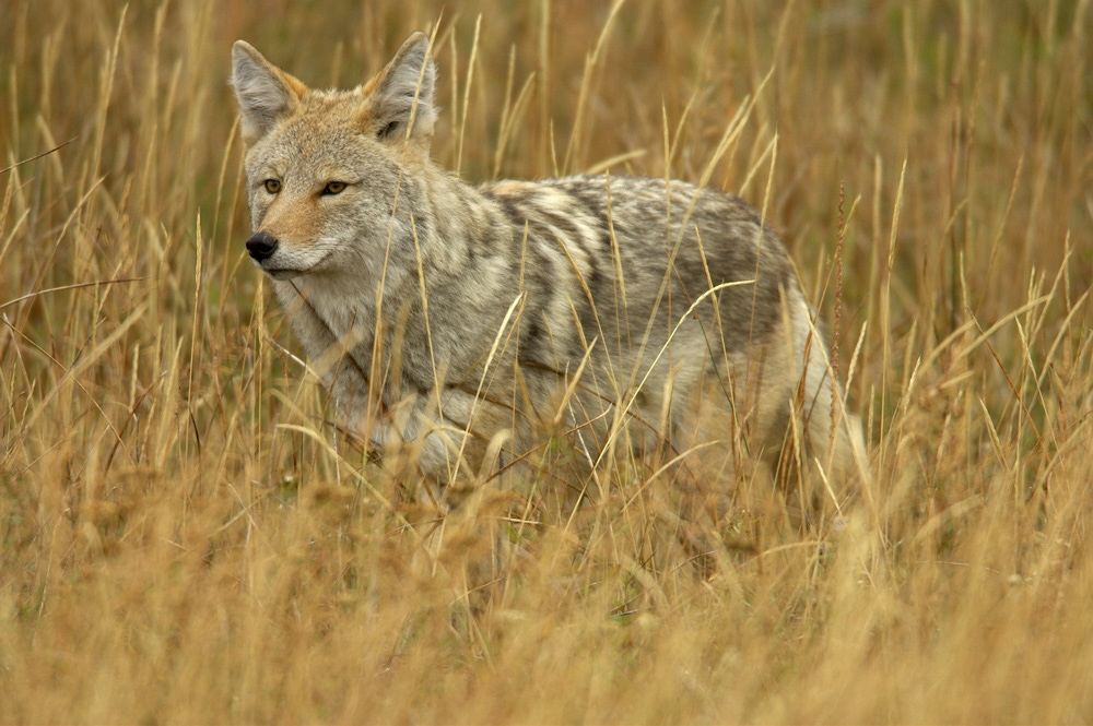 Copy%20of%20Coyote%20RAW%203263