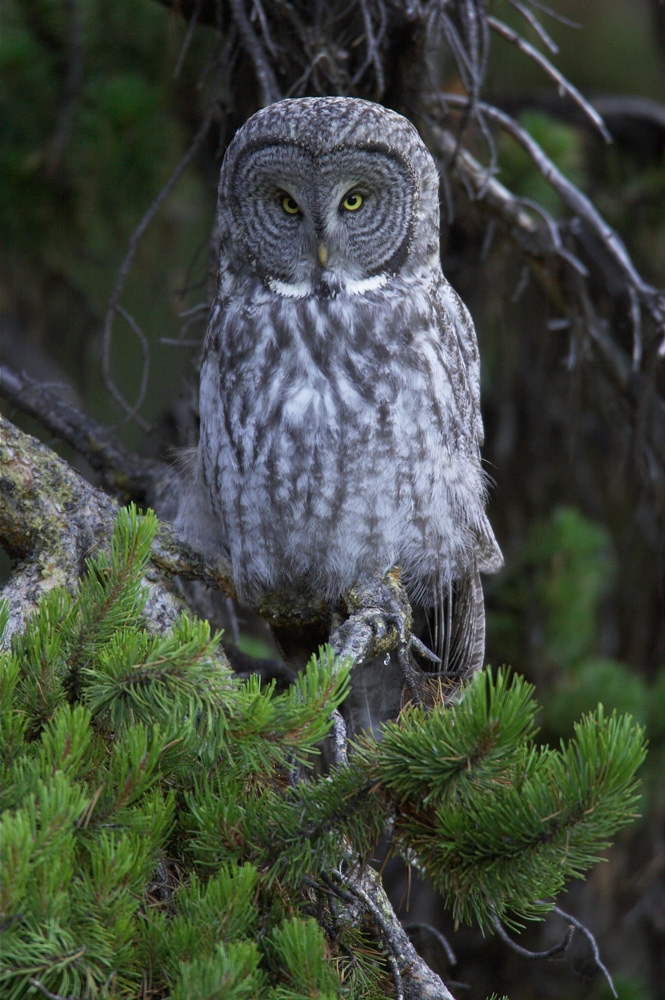 Copy%20of%20Owl,%20Great%20Gray%20RAW%203407
