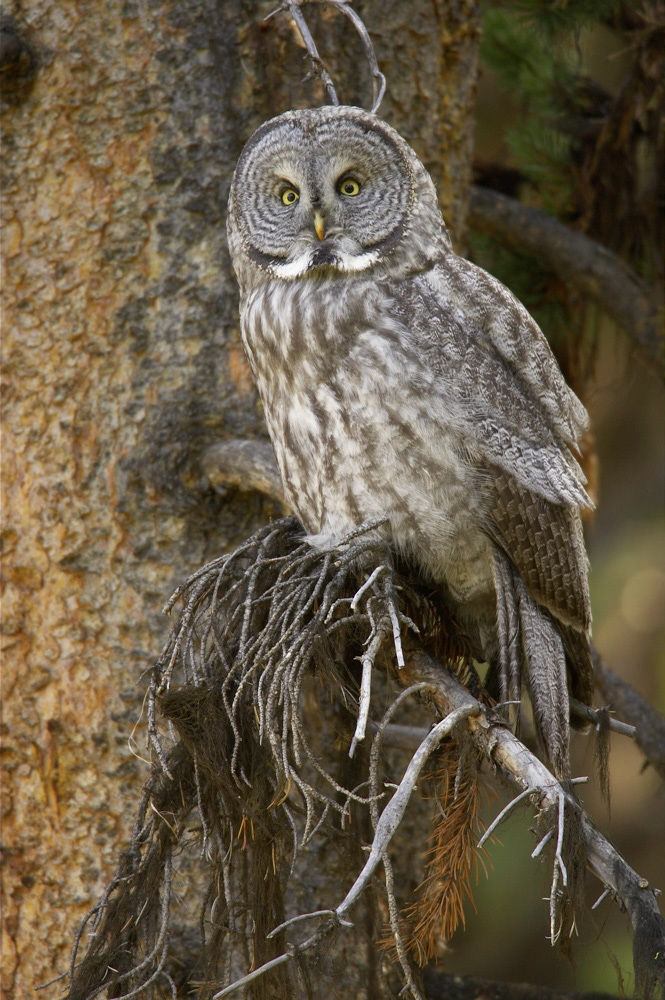Owl,%20Great%20Gray%20RAW%203330