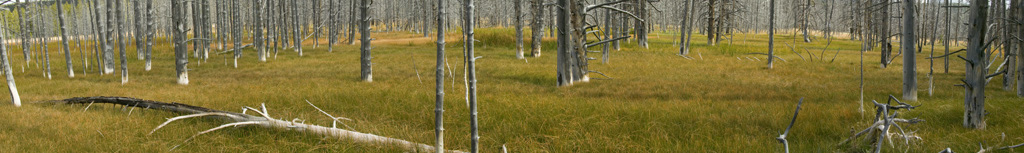 Pano%20No%202%20DEAD%20DOG%20FOREST%20FINISHED