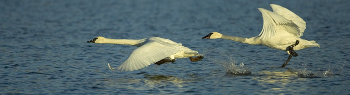 Trumpeter%20Swan%20in%20flight-8x2